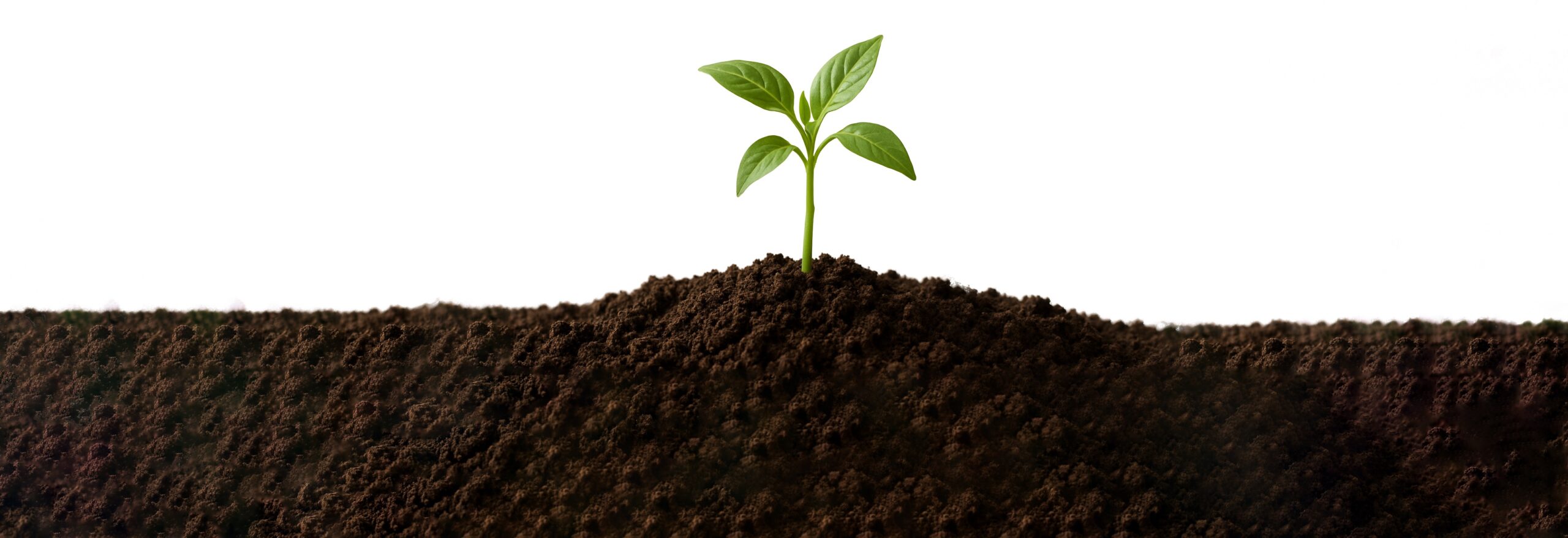 Planta